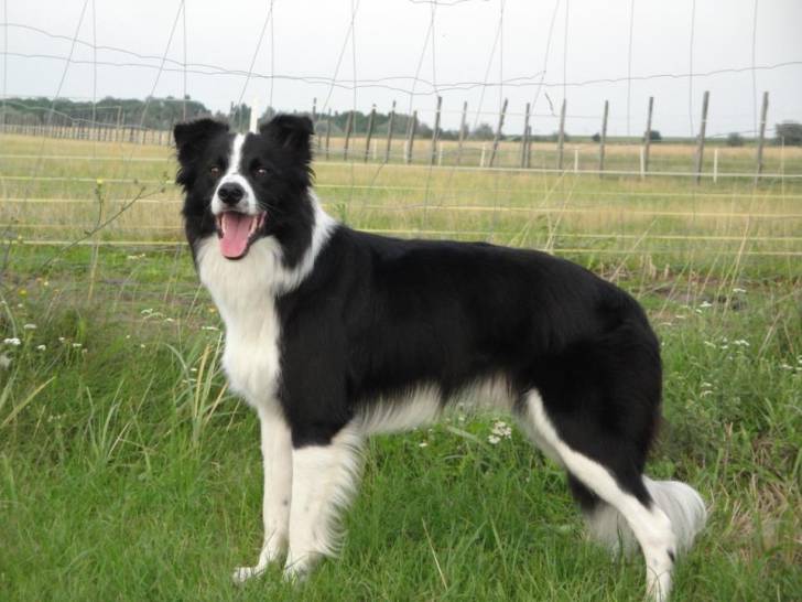 Bella - (6 ans)
