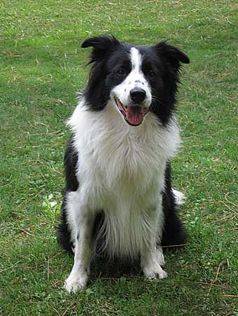 Bella - (6 ans)