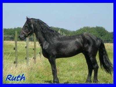 Ruth - Mâle (8 ans)