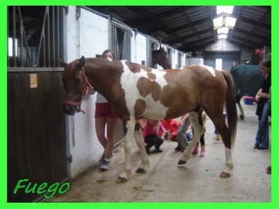 fuego - Mâle (7 ans)