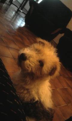 lila - (6 ans)