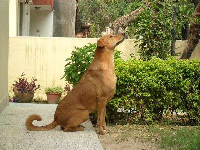 Laika - Femelle (4 ans)