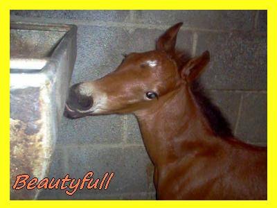 Beatyfull - (2 mois)