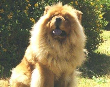 Dyson - Mâle (7 ans)