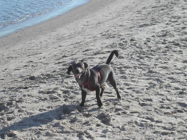 Violine - Femelle (6 ans)