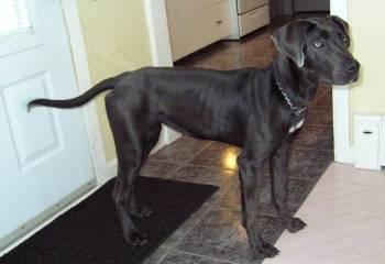 zoé(grand danois) - (3 ans)