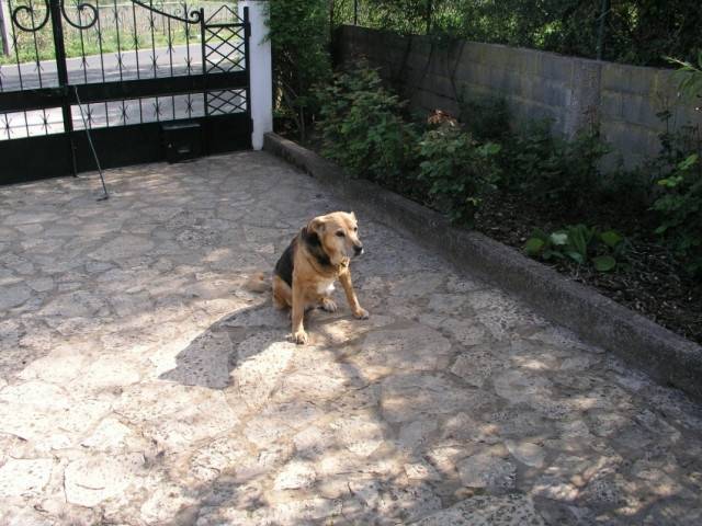 cutchie - Femelle (Autre)