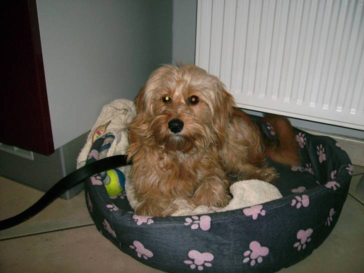 Fidji - Femelle (1 an)