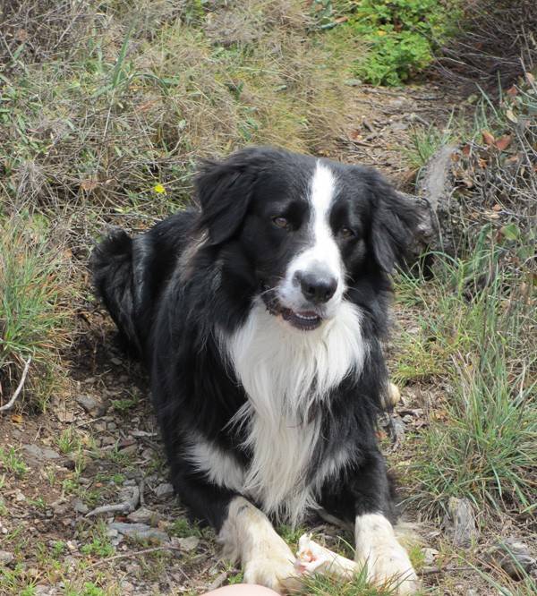 Croisé Berger Australien Et Border Collie