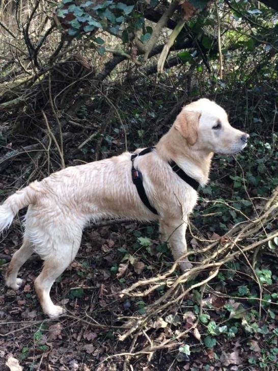Jngo croisé labrador/golden -
