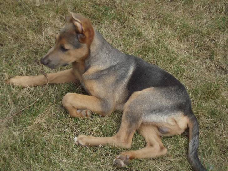 Khéops, mère Berger Allemand, 4 mois - (4 mois)