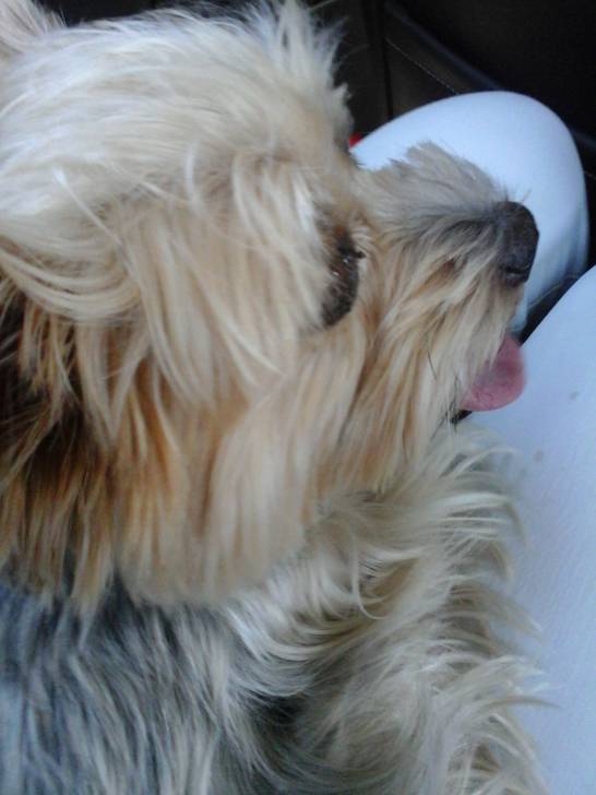 heidi - (3 ans)