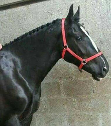 breezie - Mâle (4 ans)