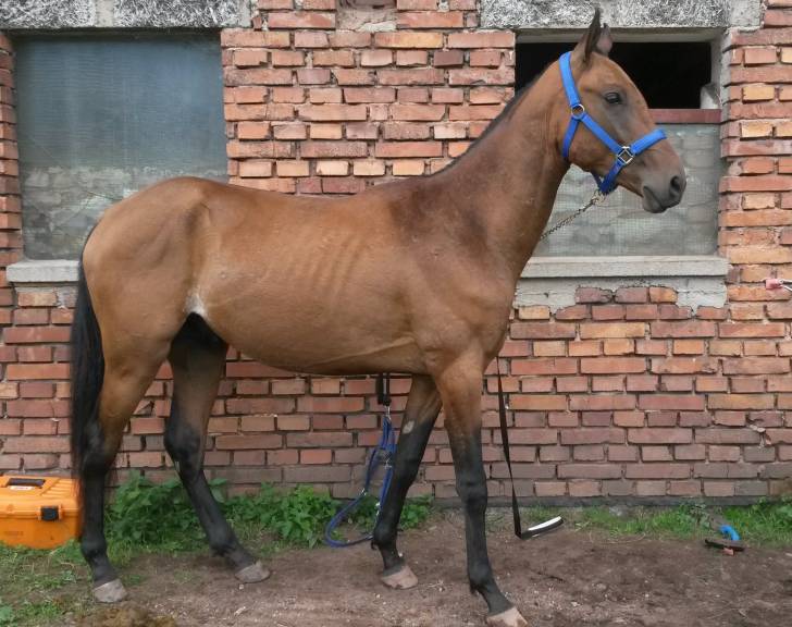 Kallien-Teke - Mâle (3 ans)