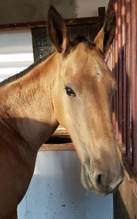 Arablik - Mâle (2 ans)