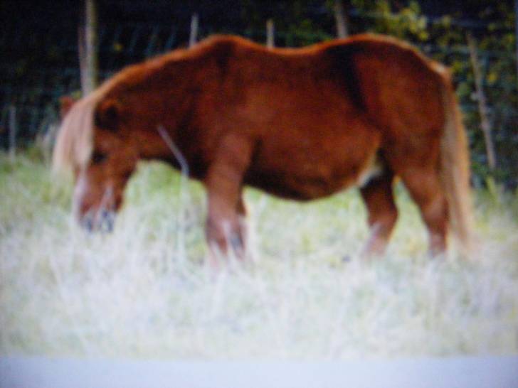 Mica - (4 ans)