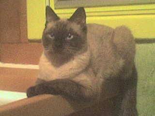 Felix - Mâle (4 ans)