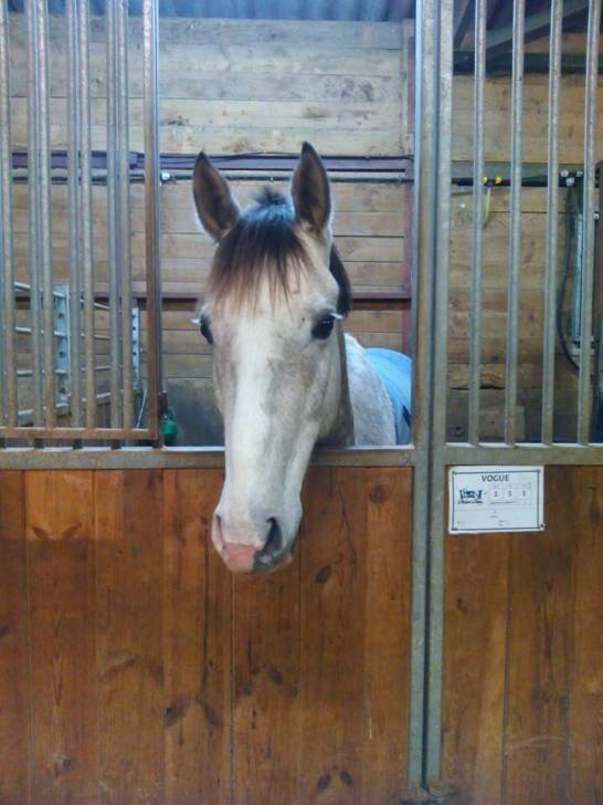 Vogh - Mâle (5 ans)