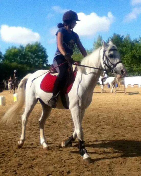 Gérico - Mâle (12 ans)