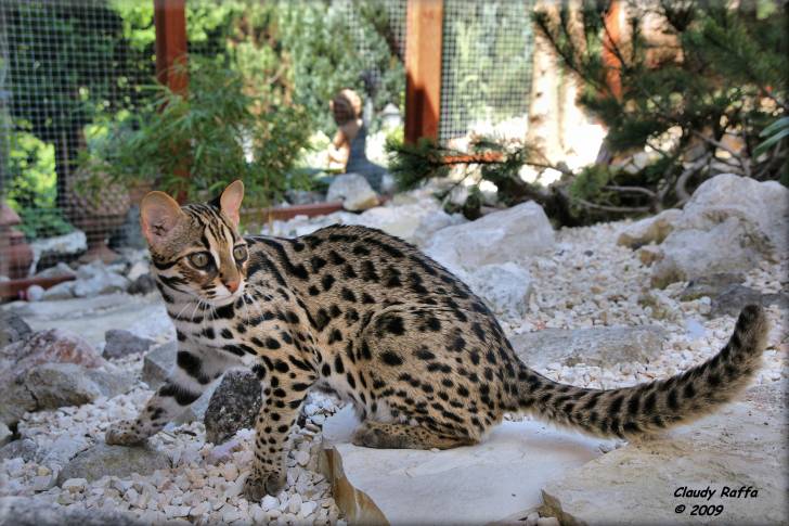 Le Chat Léopard du Bengale -