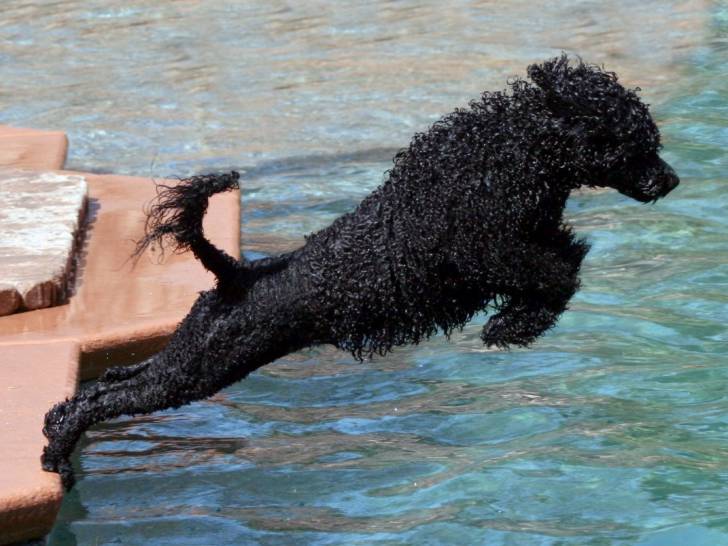 Les 20 Races De Chiens Qui Nagent Le Mieux Les 20 Races De Chiens Qui Nagent Le Mieux