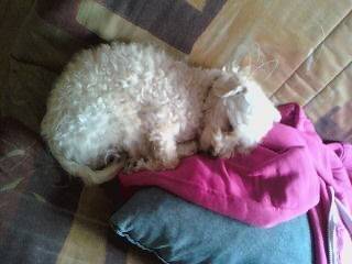 Sam - Mâle (6 mois)