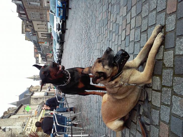 Berger et son Chiot en ville -