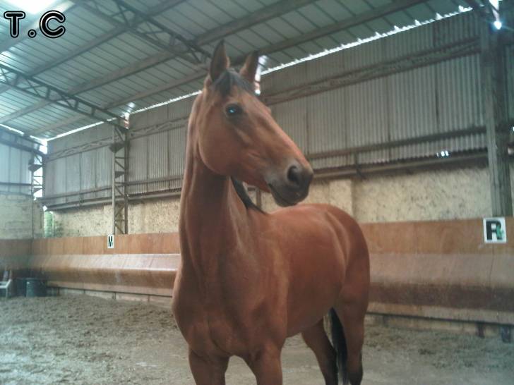 Kashmeere - (12 ans)