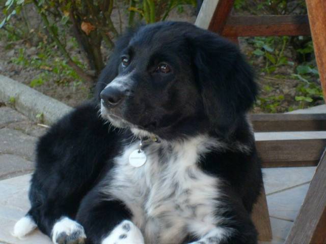 Enza - Femelle (3 mois)