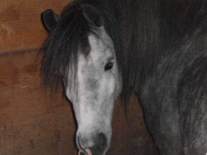 Happy - Mâle (4 ans)