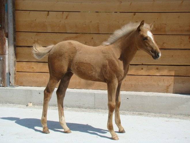 Destiny - (3 ans)