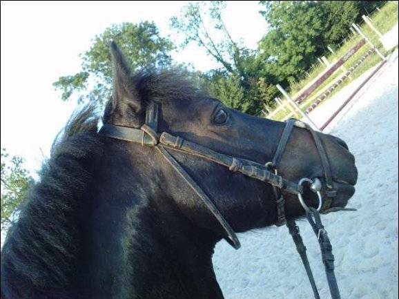 Mon chouchou - Mâle (4 ans)