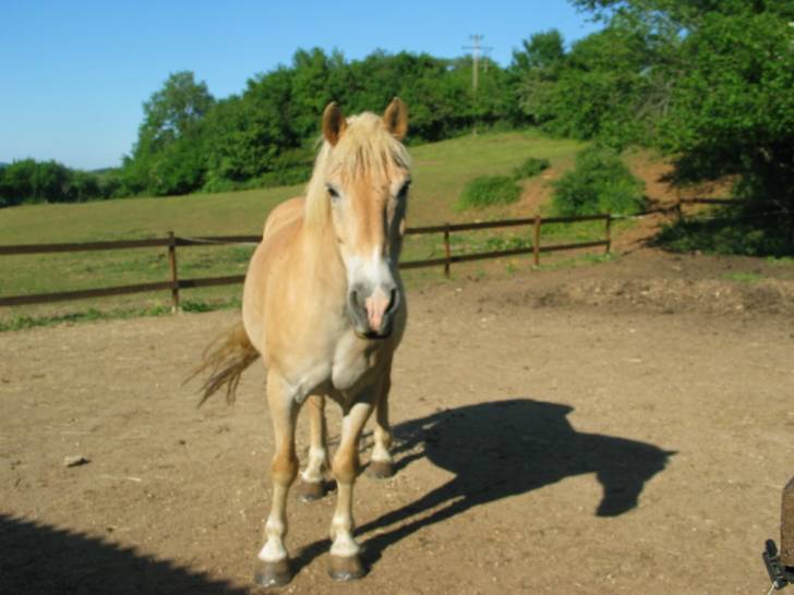 Jumper - Mâle (20 ans)