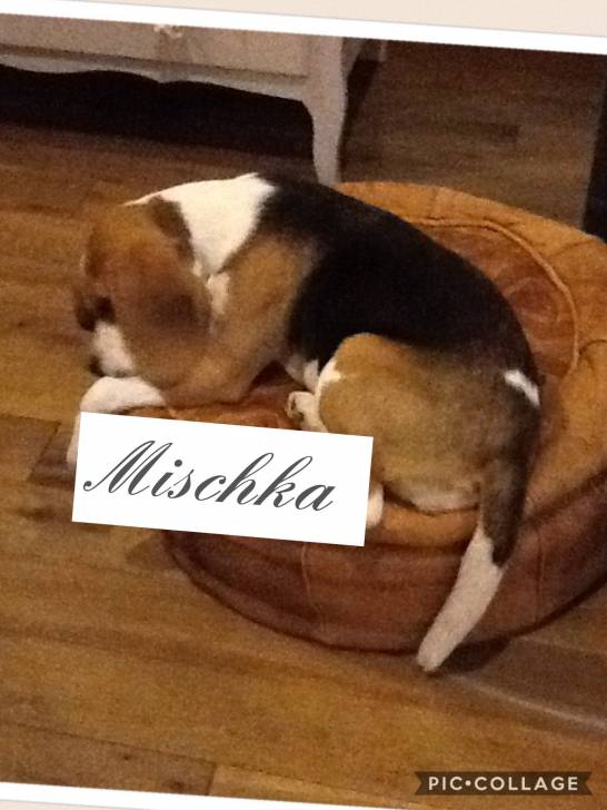 Michka - (5 mois)