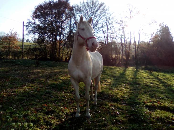 Charlie - Mâle (7 ans)