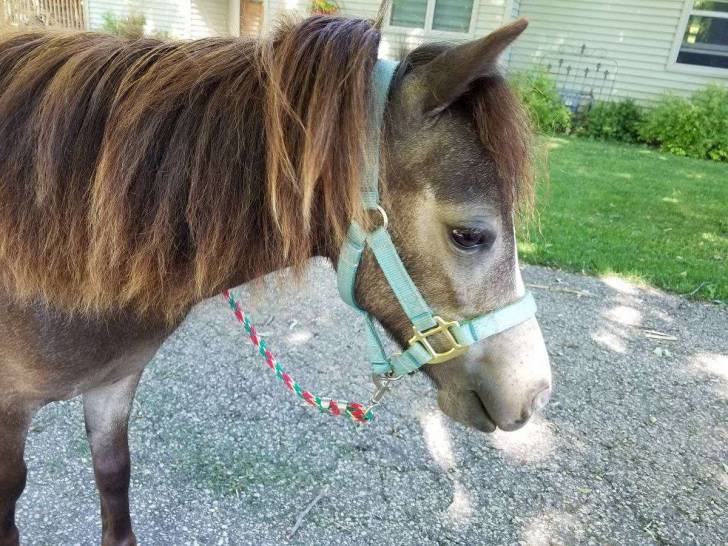 brandy - (3 ans)