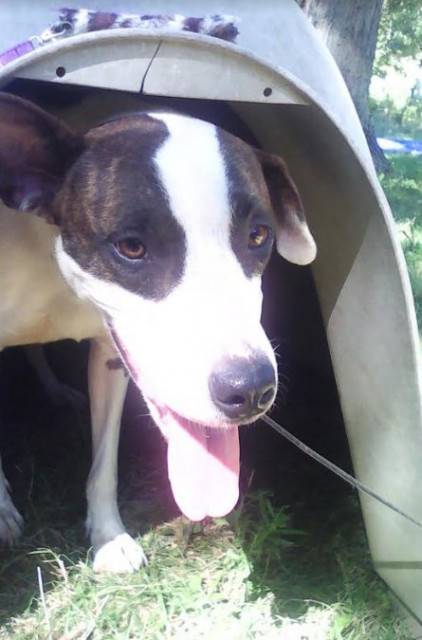 Gyspy - (2 ans)