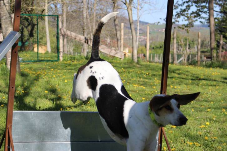 Truffe -