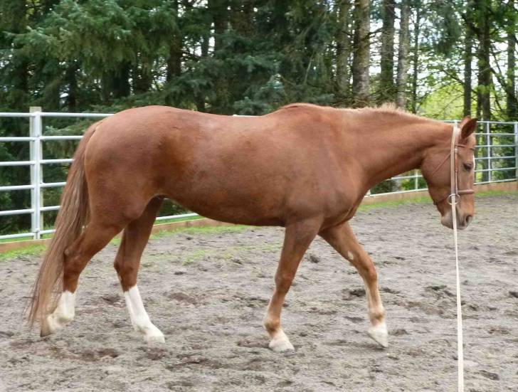 Gimmy - Mâle (8 ans)