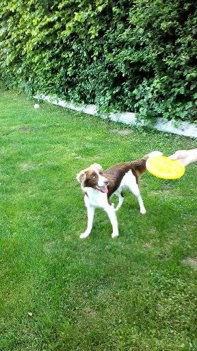 Malou et son Frisbee - (1 an)