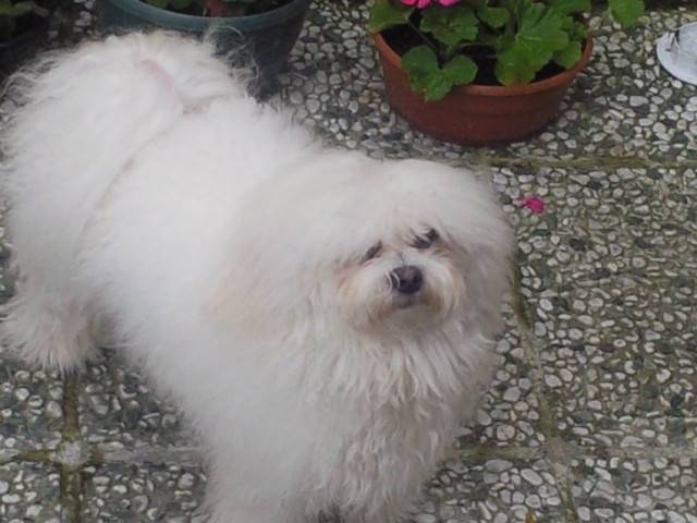 Dadou - Mâle (1 mois)