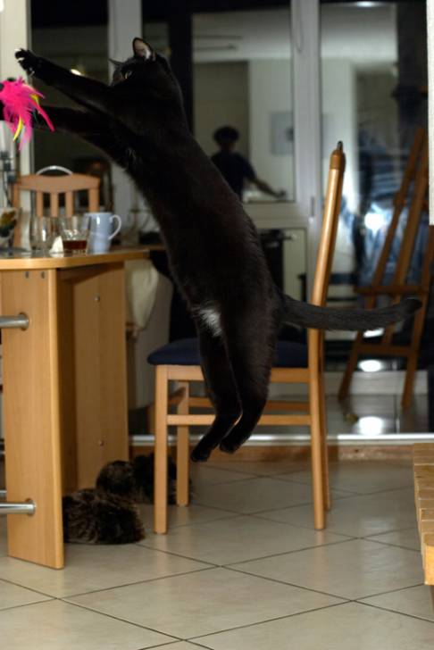Frimousse en pleine action -