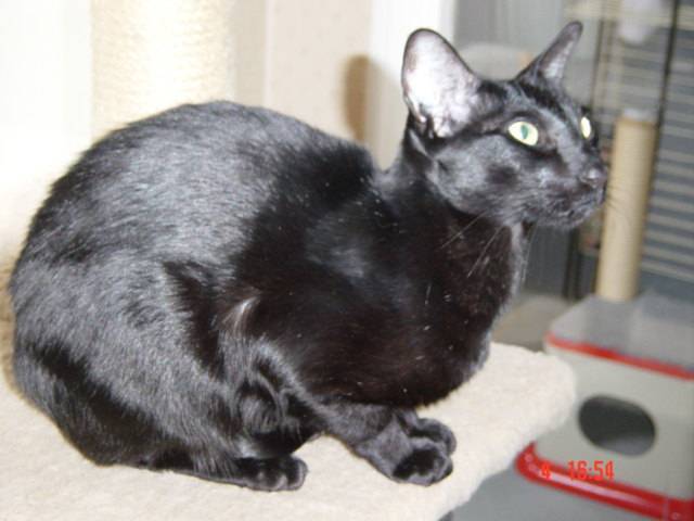 Opale -