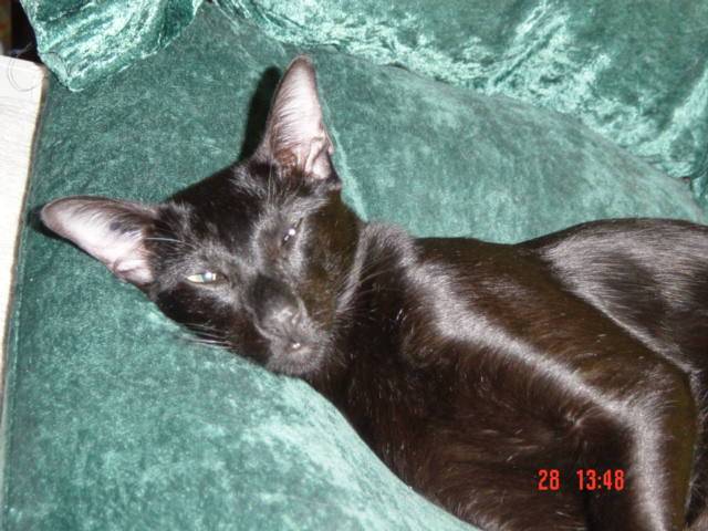 Rainbow - (3 ans)