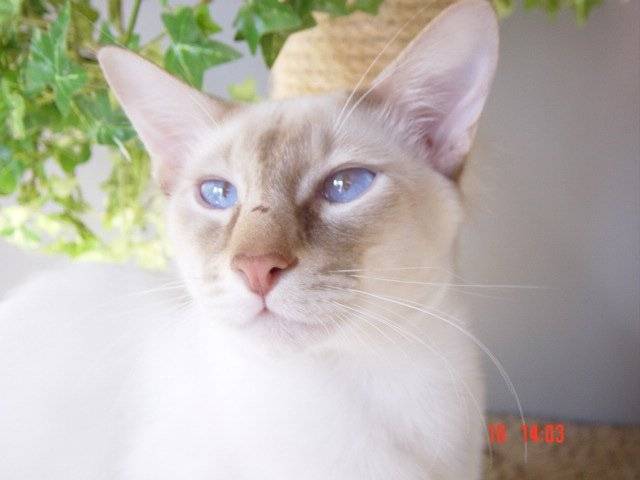 Humphrey -