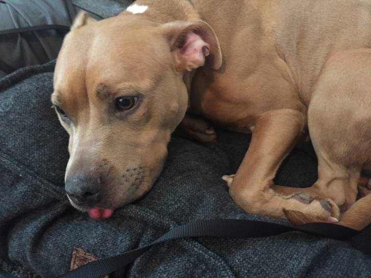 Jess - Femelle (1 an)