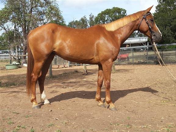 Cheyenne - (3 ans)