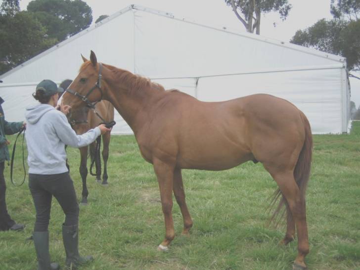 Spirit - Mâle (5 ans)