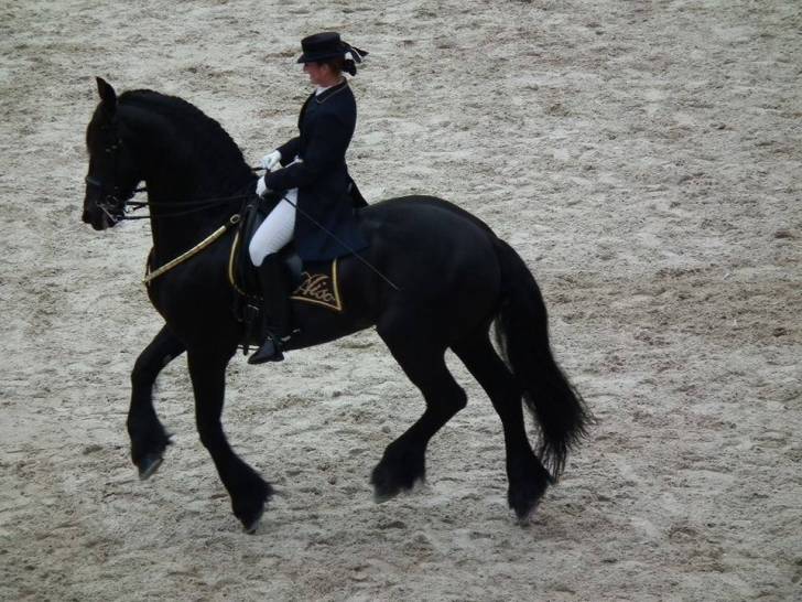 Aiso - Mâle (15 ans)
