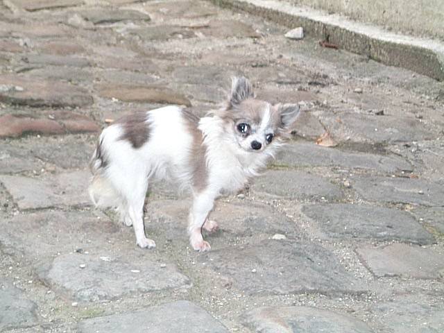 Tara -